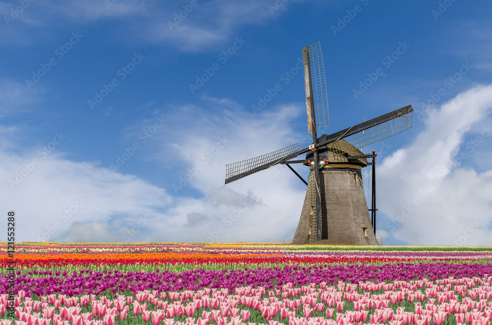 荷兰阿姆斯特丹的郁金香和风车景观