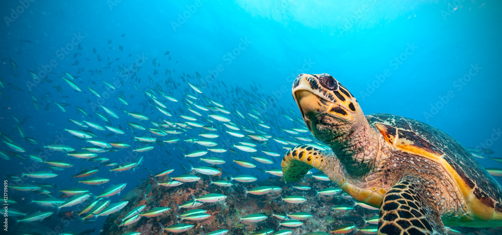 印度洋的霍克斯比尔海龟