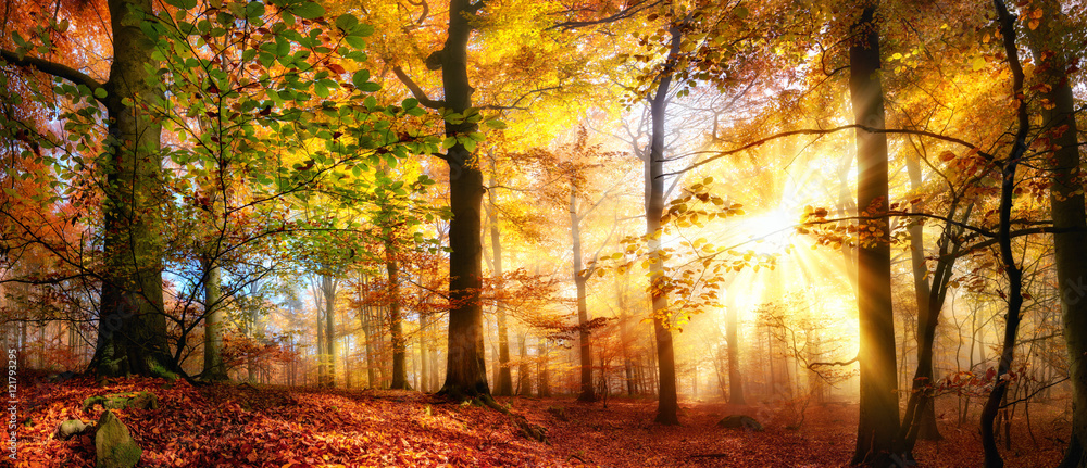 Sonne scheint in einem bunten Wald im Herbst bei Nebel