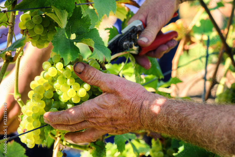 葡萄酒收割-老农民亲手割葡萄枝