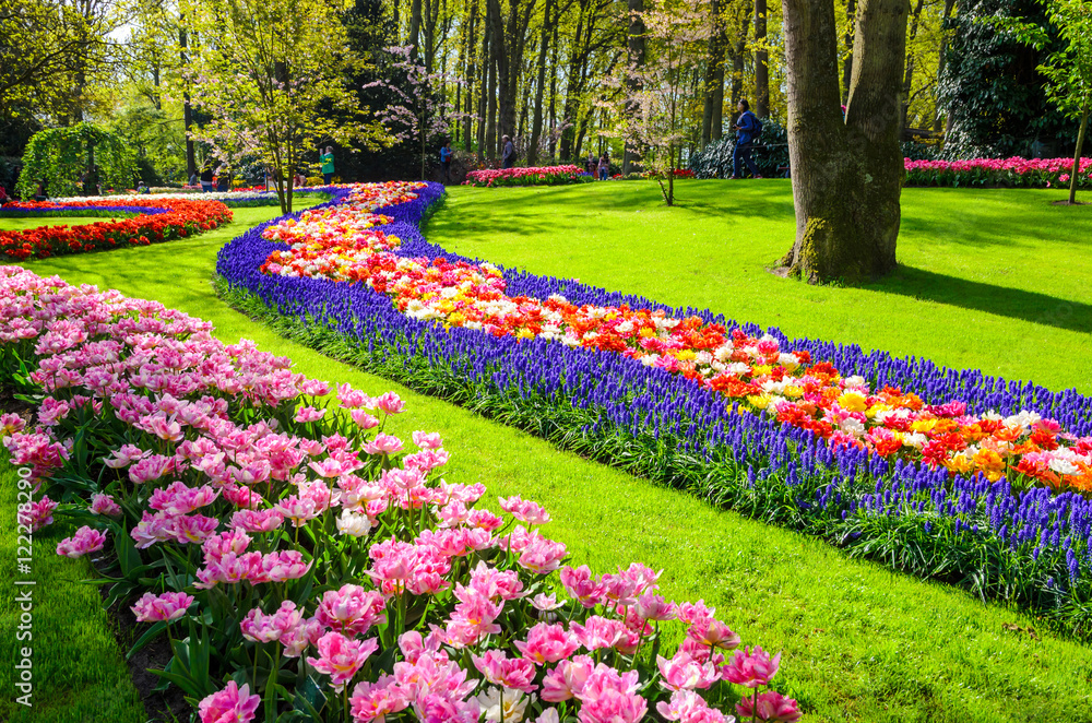 欧洲荷兰Keukenhof公园鲜花盛开。
