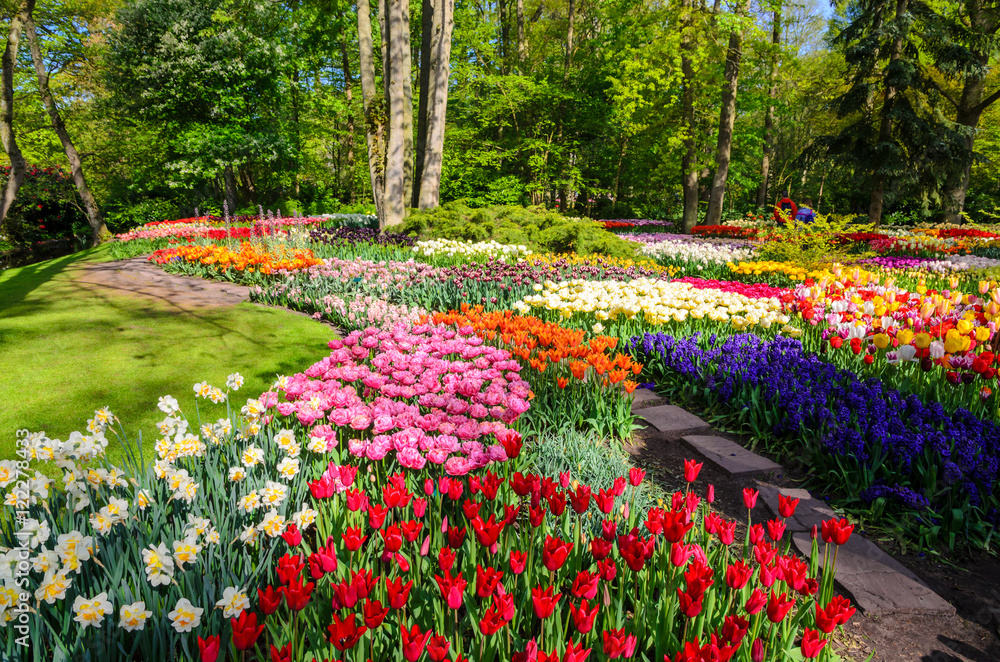 欧洲荷兰Keukenhof公园的鲜花盛开。