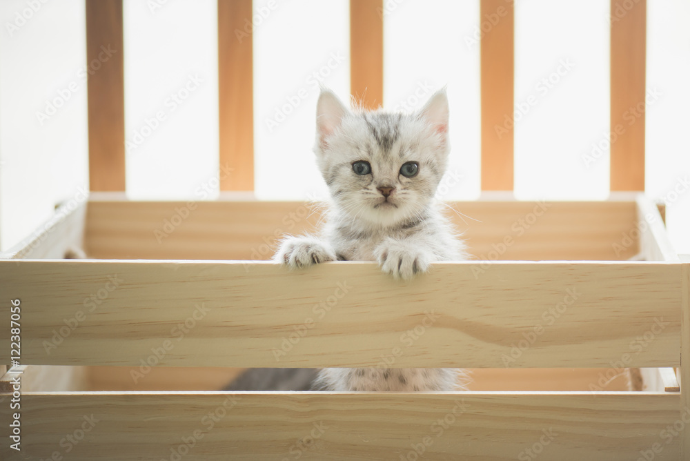 虎斑猫在木箱里看