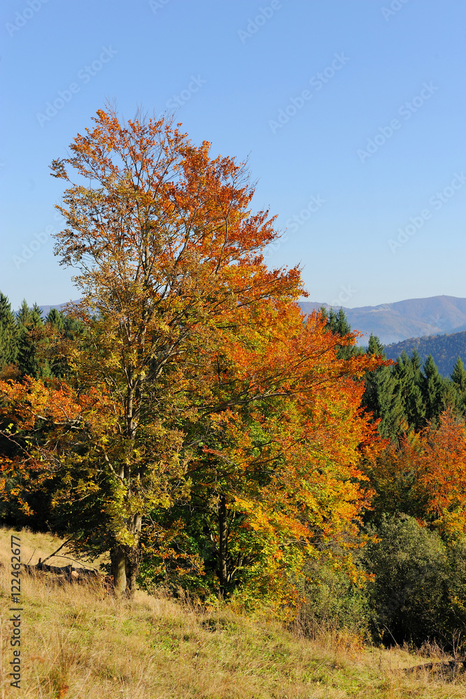 秋天有树的风景