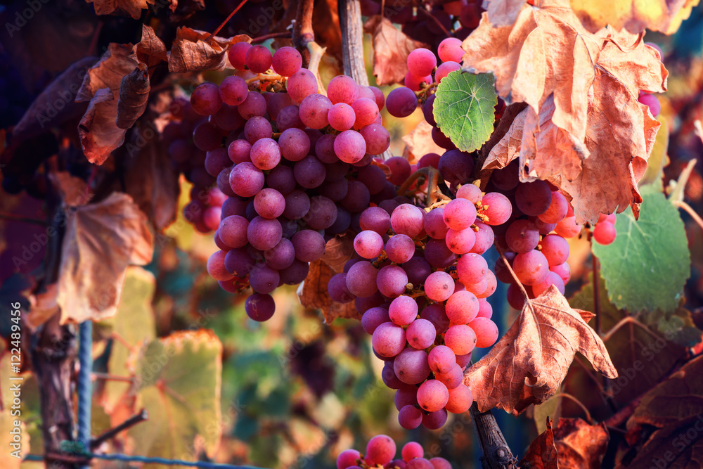 秋季葡萄园和葡萄枝上的有机葡萄