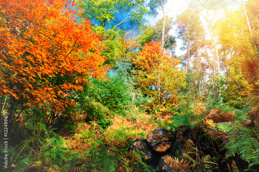 美丽的秋林景观