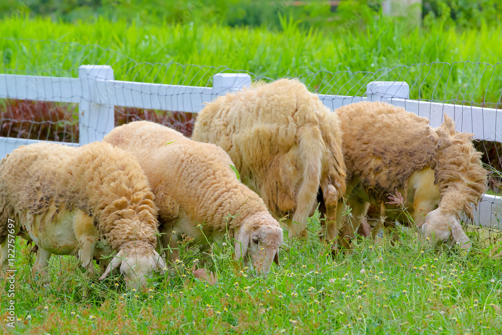sheep eating grass on the farm