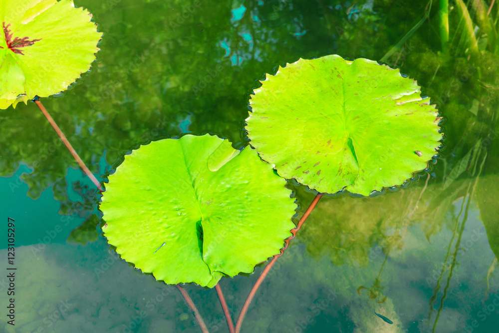 绿色水生植物睡莲叶子长在池塘里