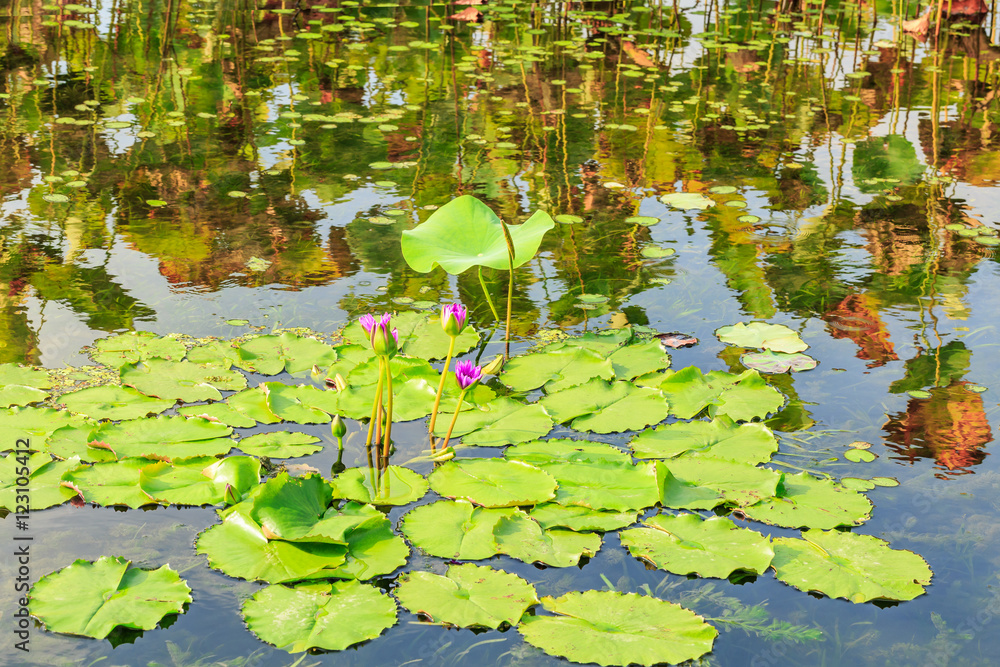 池塘里生长的绿色水生植物睡莲叶子