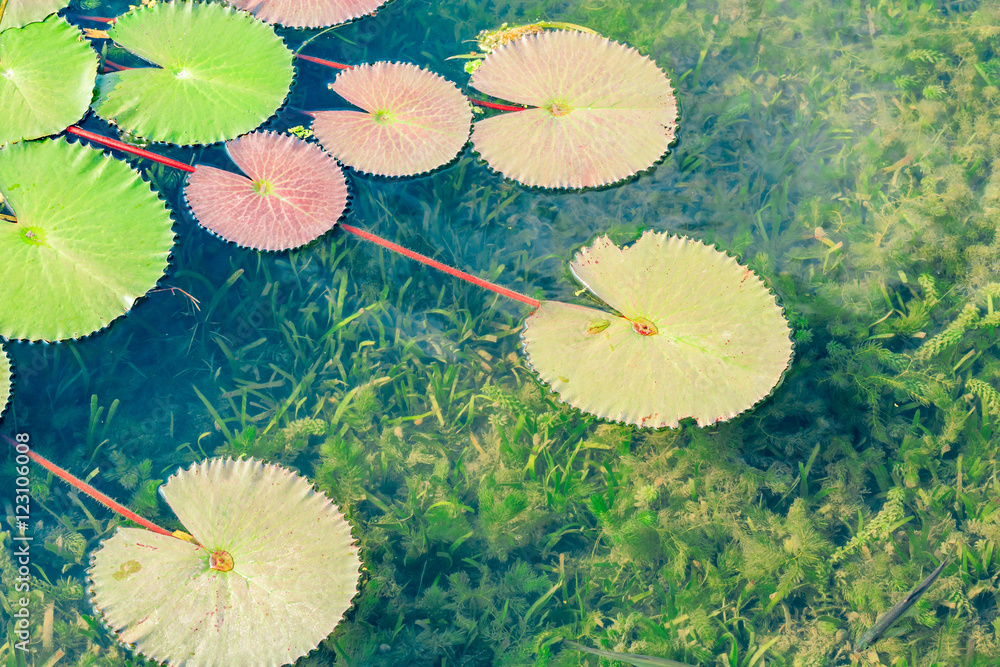 池塘里生长的绿色水生植物睡莲叶子