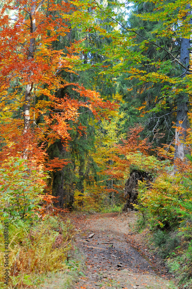 森林中的秋巷