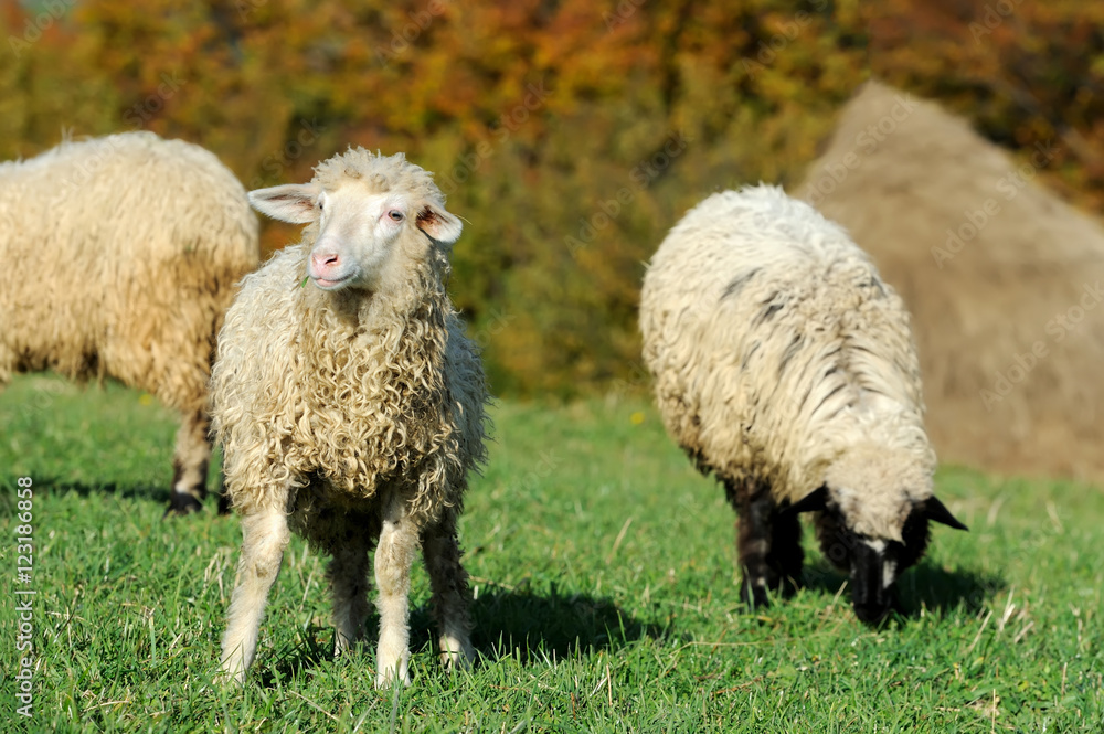 草地上的羊