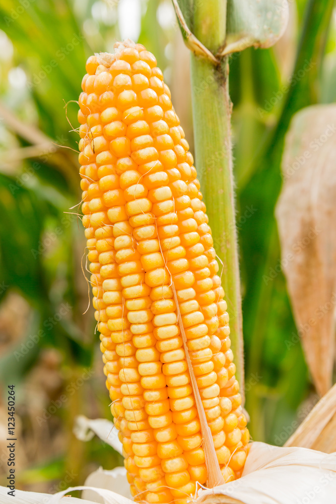成熟的玉米在农田里等待收割
