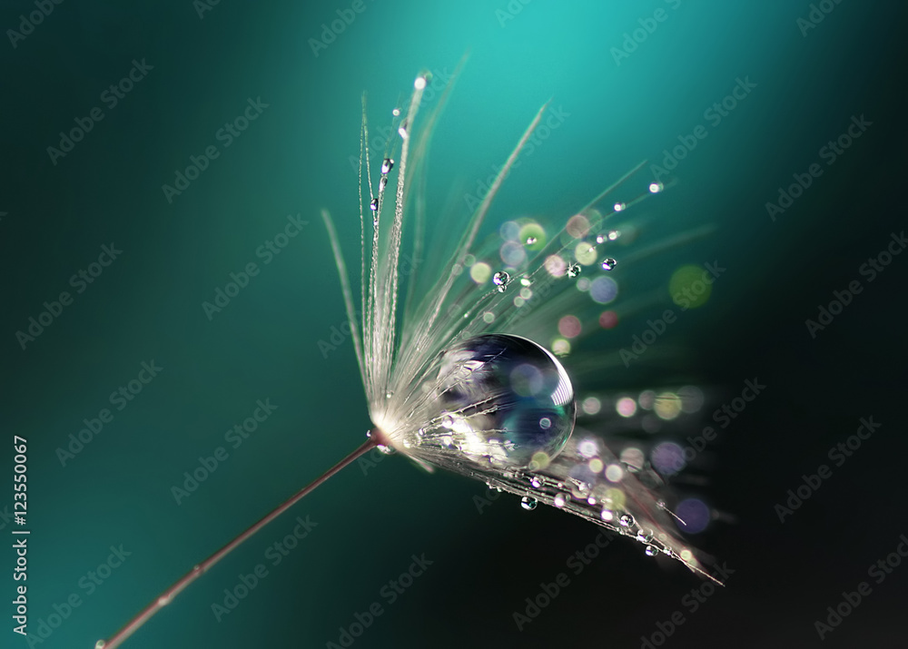 Beautiful dew drops on a dandelion seed macro.  Beautiful blue background. Large golden dew drops on