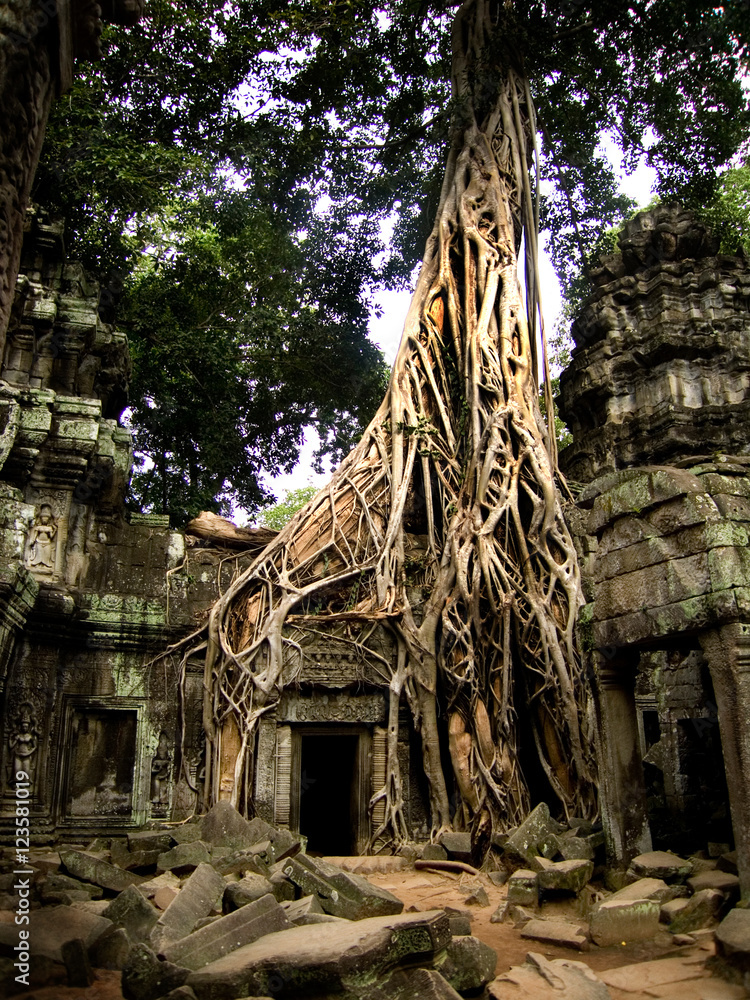 柬埔寨-Ta Prohm Trees