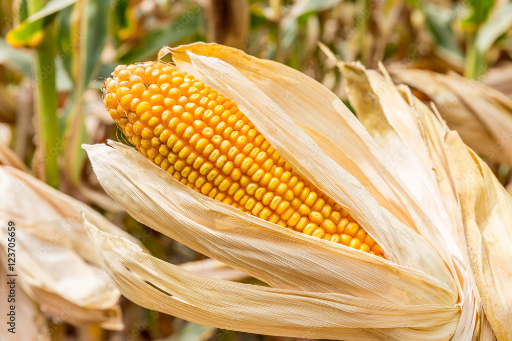 农田里成熟的玉米等待收割