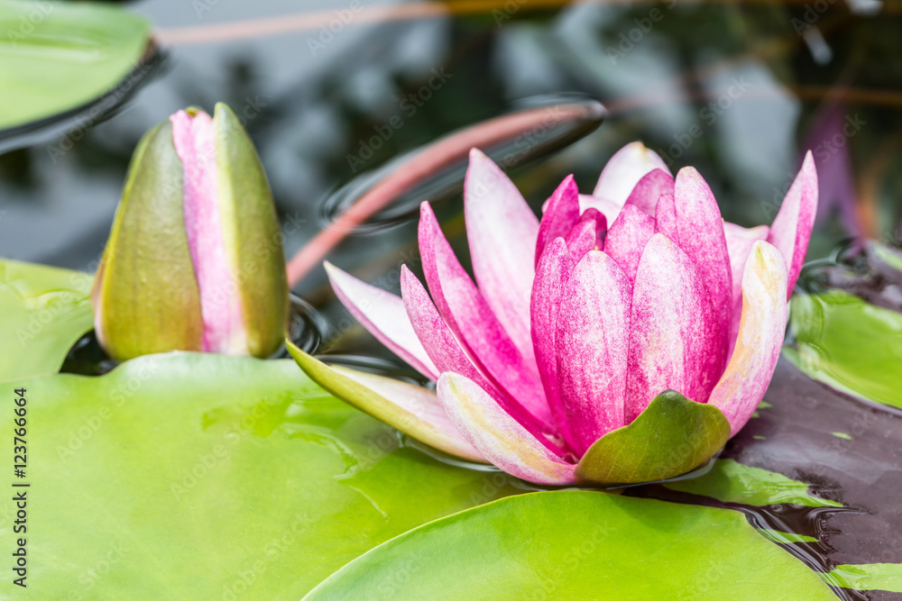 美丽的粉红色睡莲长在池塘里