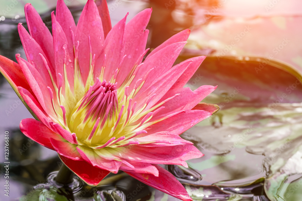 beautiful pink Water lily grows in the pond