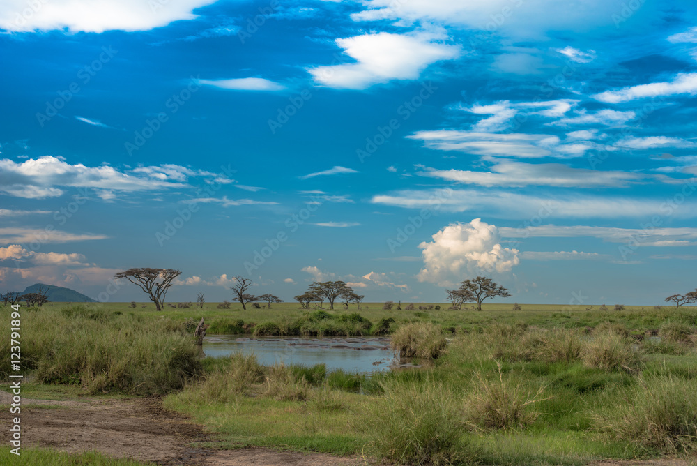坦桑尼亚塞伦盖蒂平原，雨季水坑景观