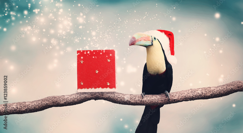 带圣诞老人帽和圣诞礼物的Toucan