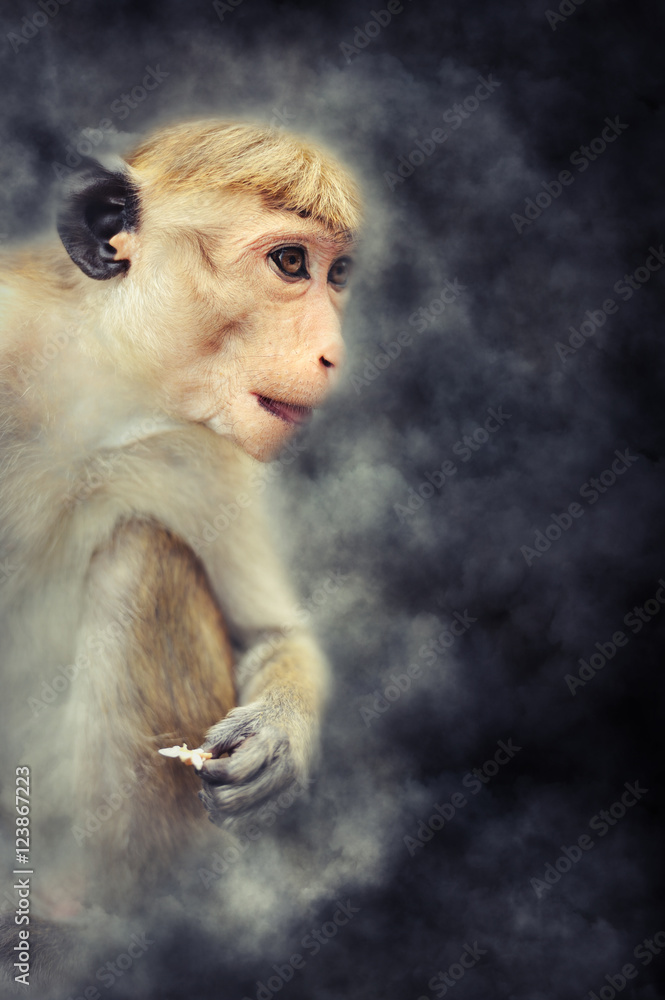 烟雾中的猴子