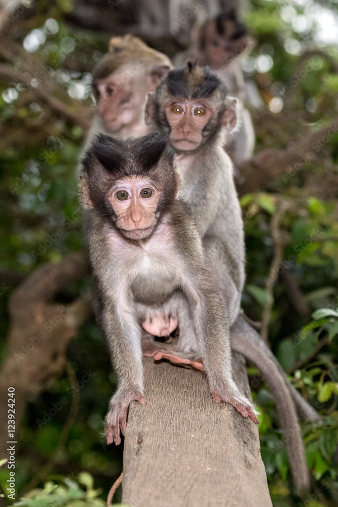 新生印尼猕猴猴猿特写