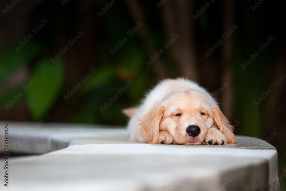 懒惰的小金毛寻回犬拉布拉多小狗伸展身体躺着放松的有趣照片。训练开始了