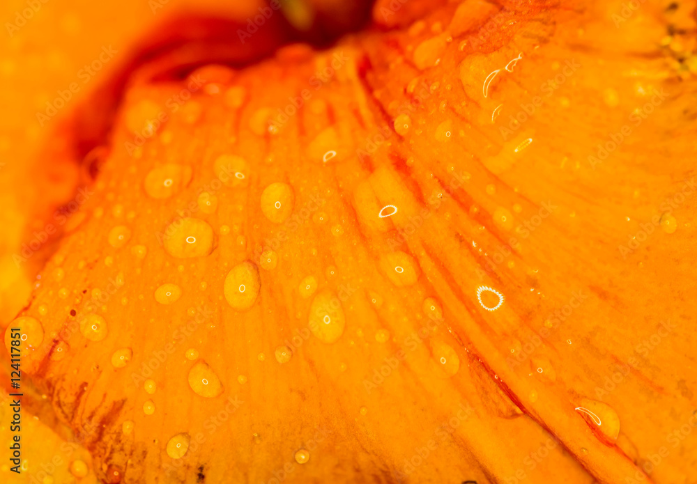 橙色花朵背景和带有露珠的纹理