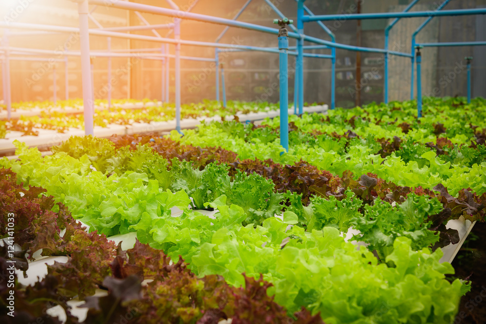 泰国农场的绿色水培有机沙拉蔬菜。选择性关注。