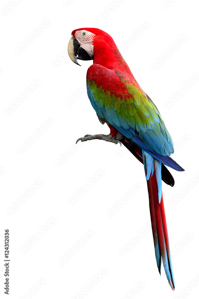 绿翅金刚鹦鹉，红色的多色鸟