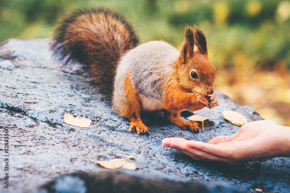 松鼠吃女人手上的坚果和秋叶，背景是野生自然动物主题（Sc）
