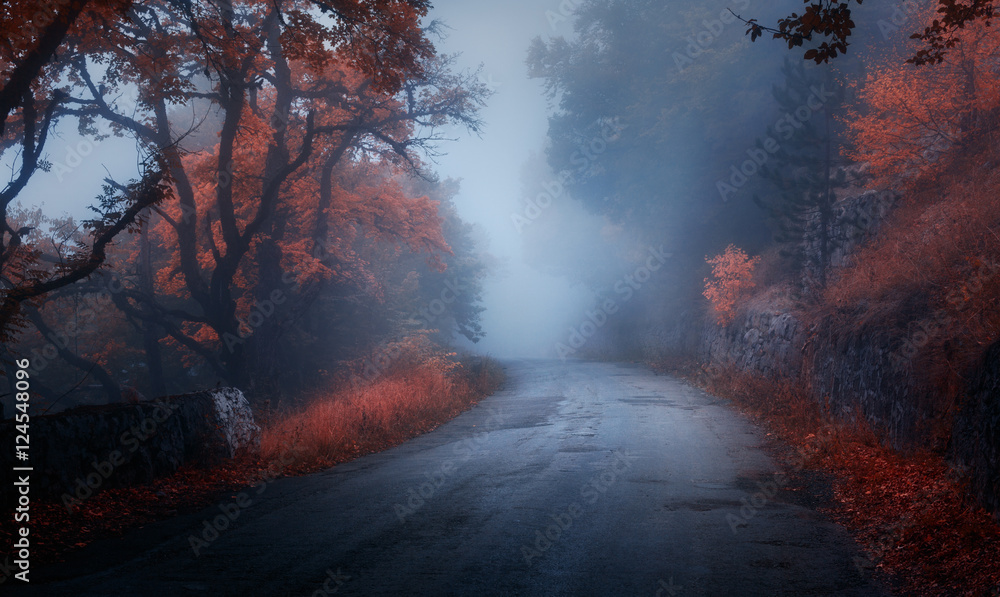 雾中有路的神秘秋林。秋天有雾的树林。树木的彩色景观，乡村道路