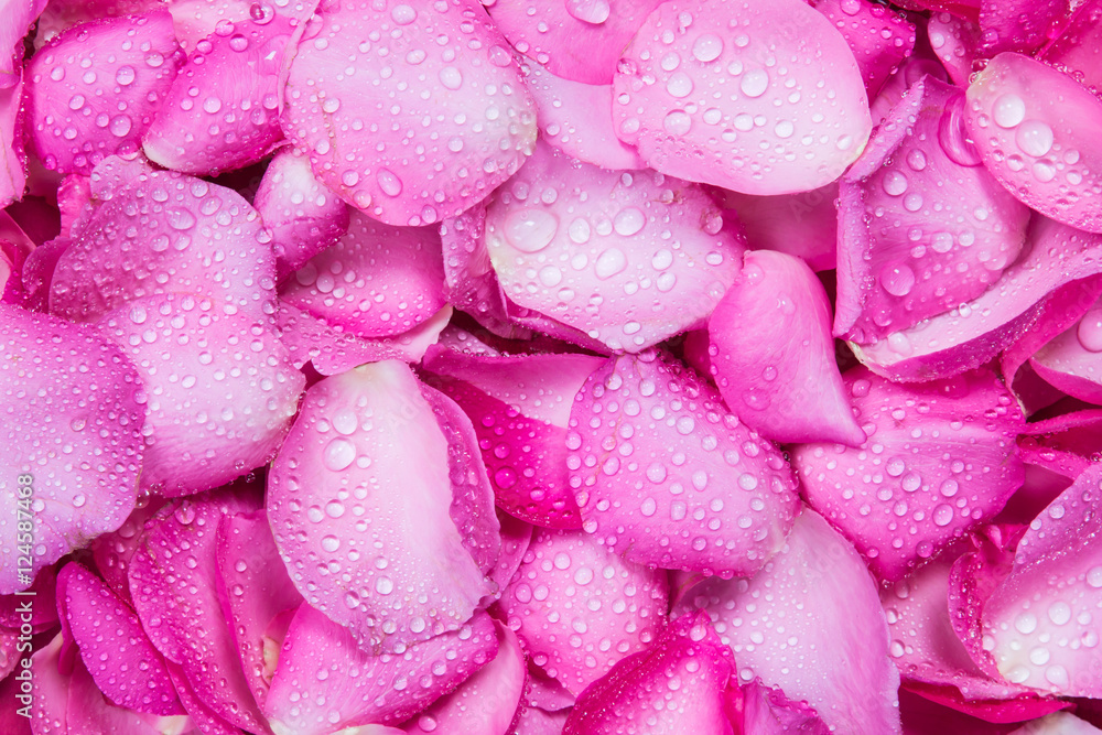 带水滴的清新粉色玫瑰花瓣背景