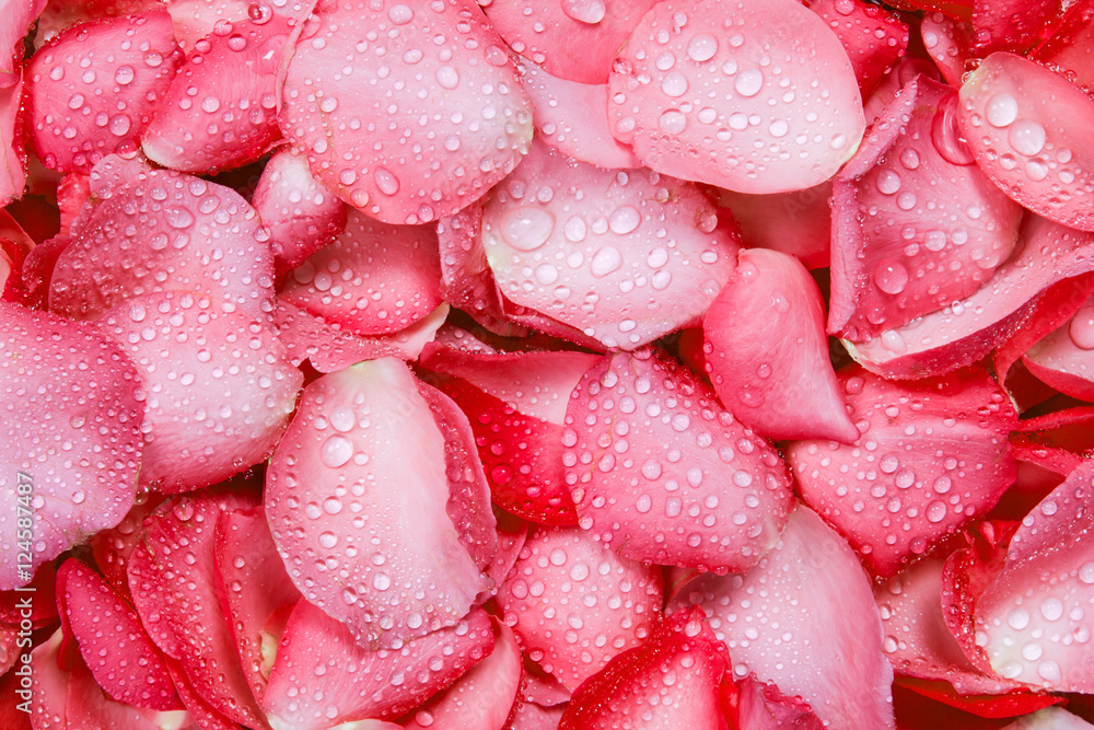 带水滴的鲜红色玫瑰花瓣背景