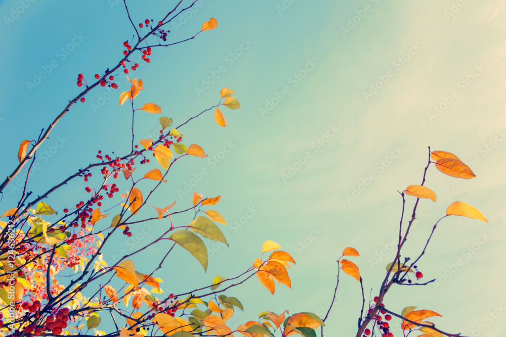 五颜六色的落叶映衬着天空，复古的背景
