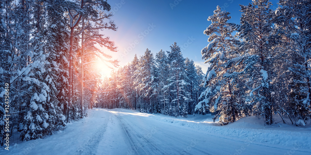 穿过针叶林的道路上的冬季全景图