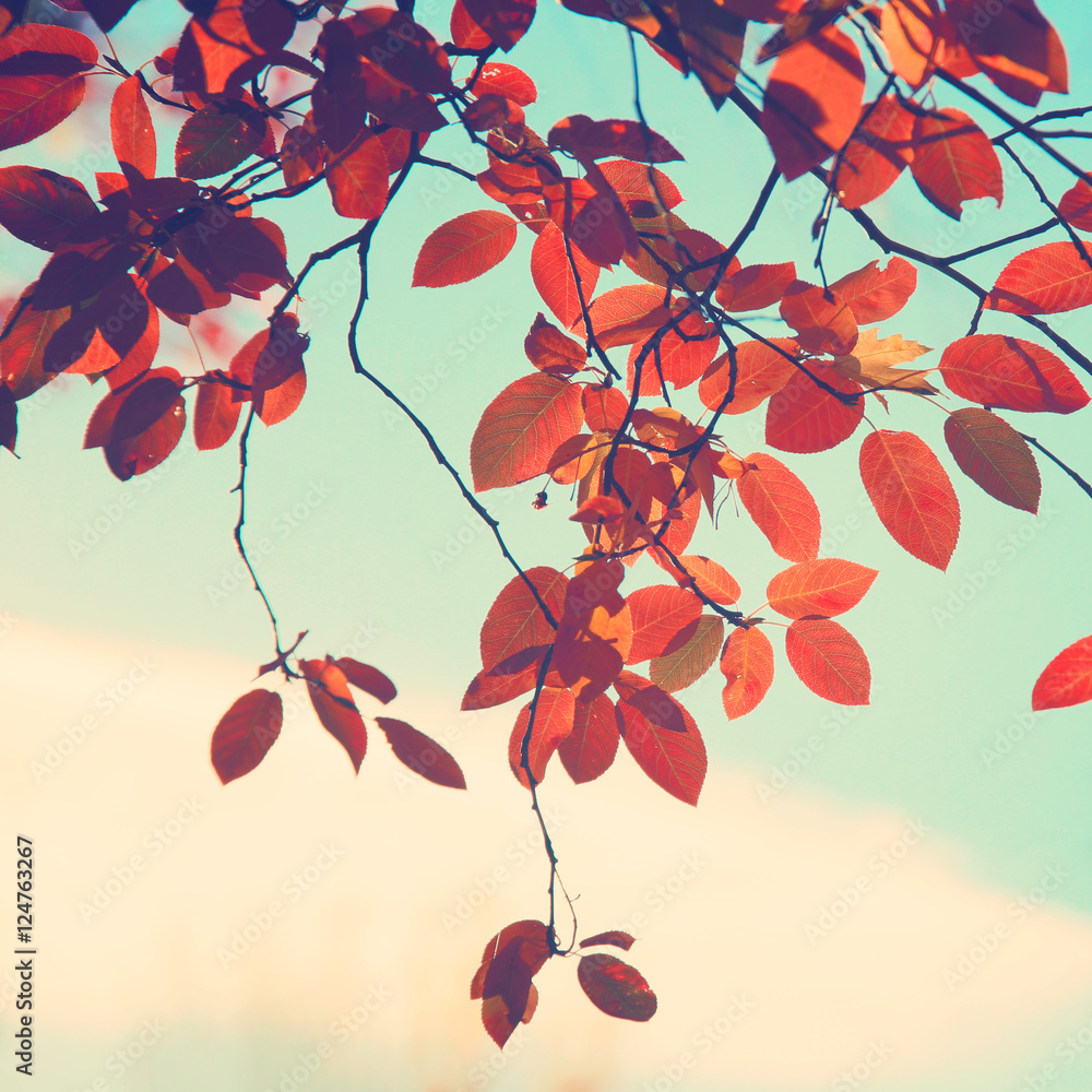 秋天的树叶映衬着天空