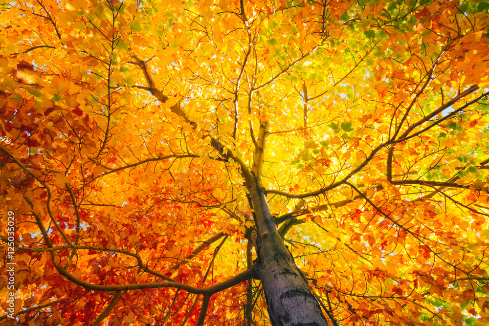 秋天树叶五颜六色的树