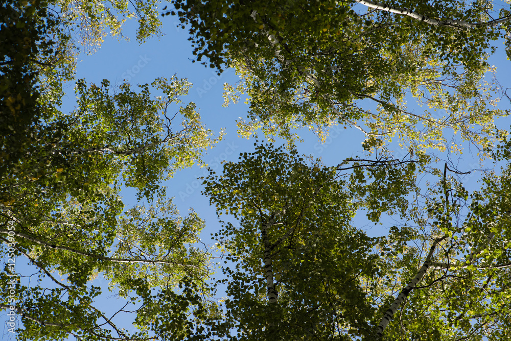 Blue sky. Crones of trees. Birch Grove. Green trees.