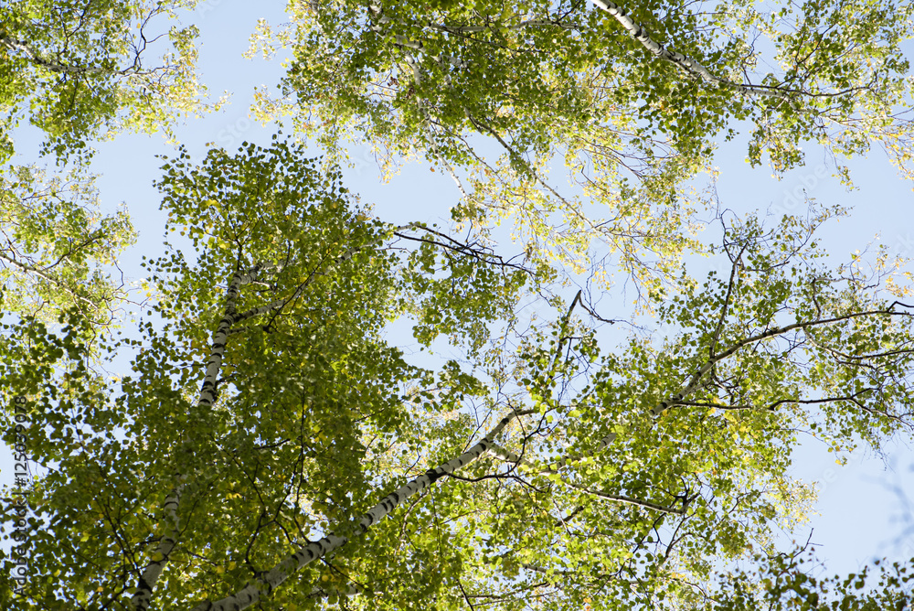 蓝天。层层叠叠的树木。白桦林。绿树成荫。