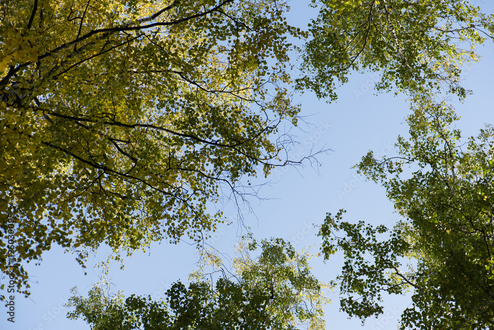 蓝天。层层叠叠的树林。白桦林。绿树成荫。