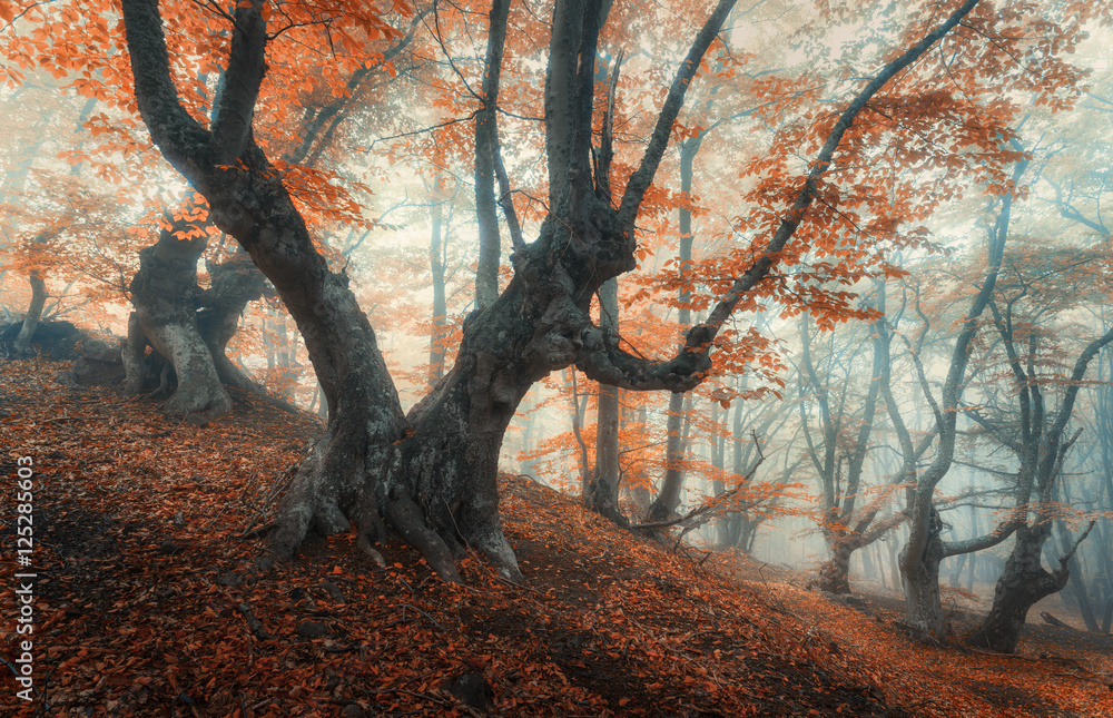 Mystical autumn forest in fog. Magical old trees in clouds. Colorful landscape with foggy forest, tr