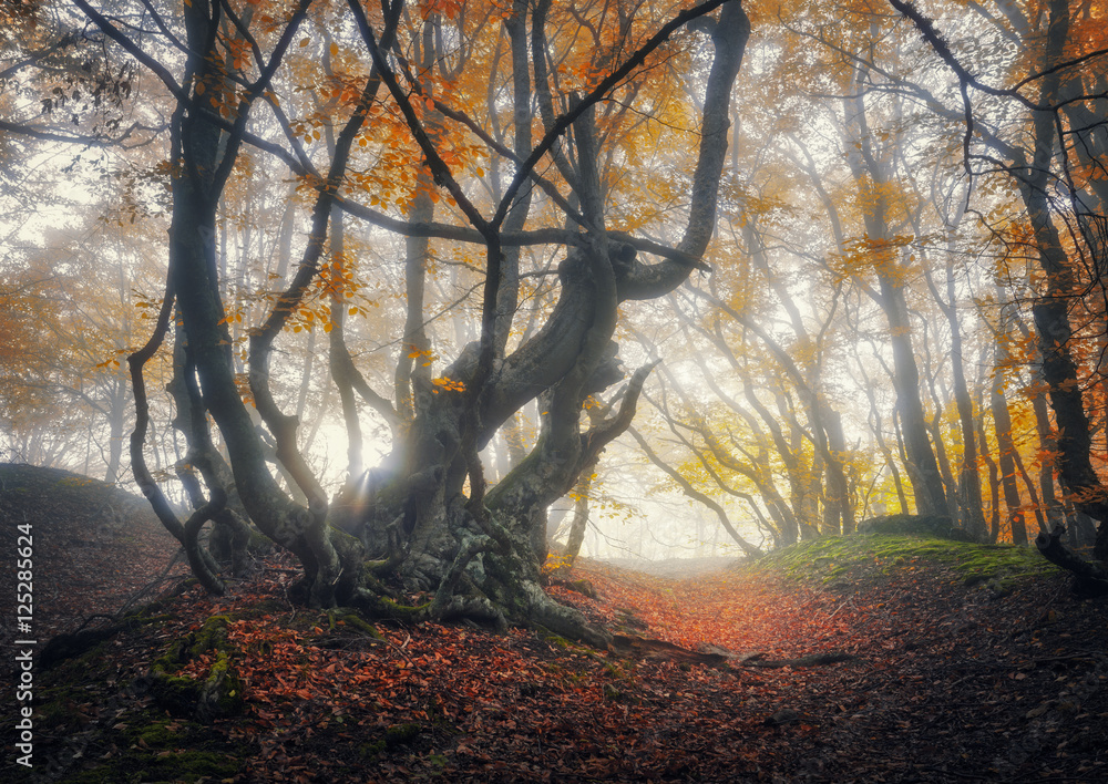 雾中神秘的秋林。云中神奇的老树。雾中森林的彩色景观，tr