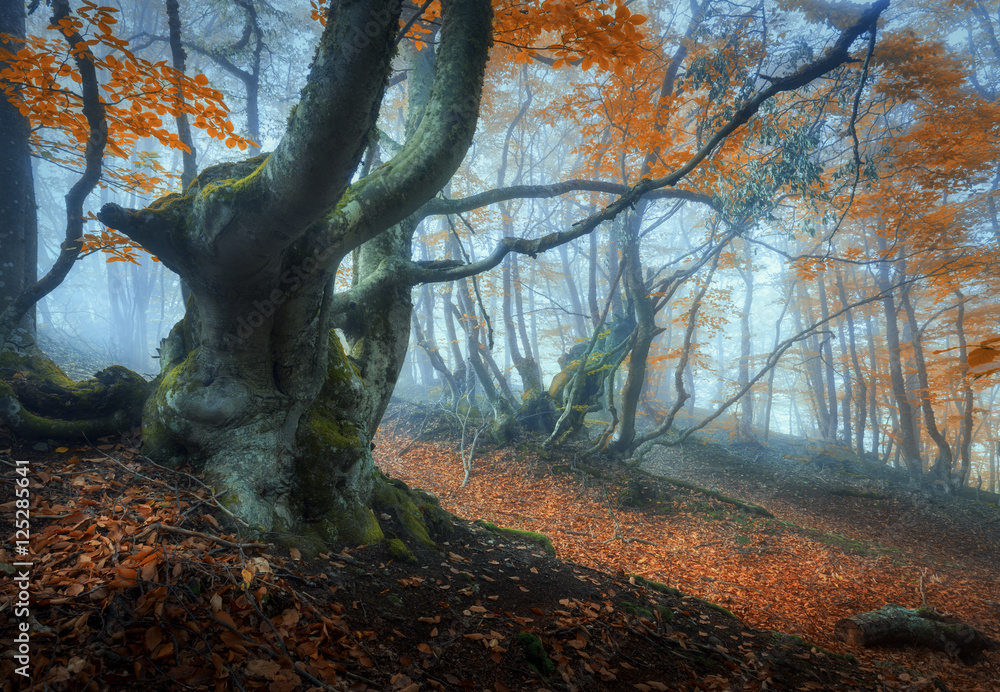 Mystical autumn forest in fog. Magical old trees in clouds. Colorful landscape with foggy forest, tr