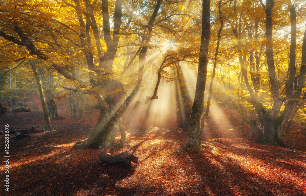 Autumn forest in fog with sun rays. Magical old trees at sunrise. Colorful landscape with foggy fore