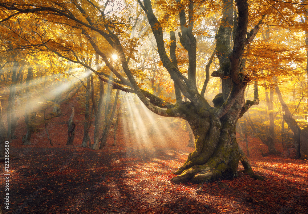 雾蒙蒙的秋林，阳光明媚。日出时神奇的老树。雾蒙蒙的彩色景观