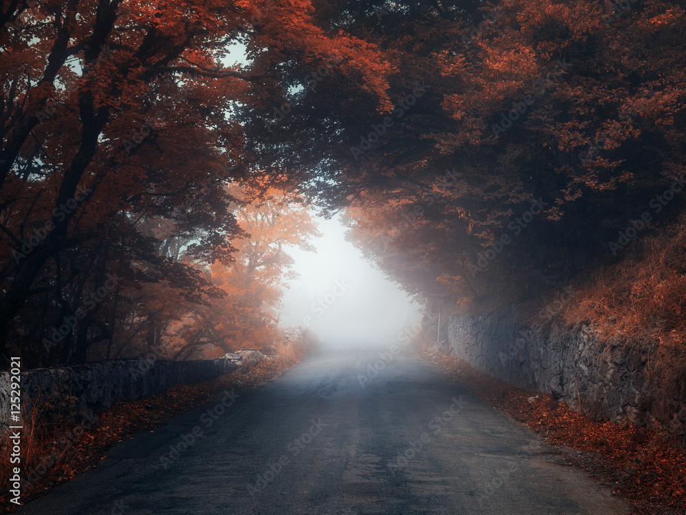 雾中有路的神秘秋林。秋天有雾的树林。五颜六色的树木景观，乡村道路