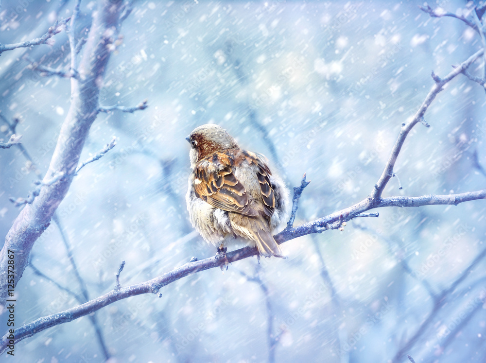 冬天雪下树枝上的可爱麻雀。冬天的大片雪花。美丽