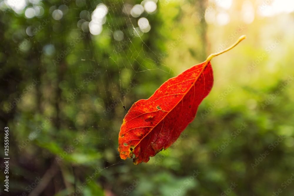 一片古老的红叶挂在森林里的蜘蛛网上