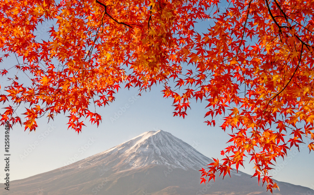 日本河口湖的富士山上有美丽的彩色红枫（Momiji）。